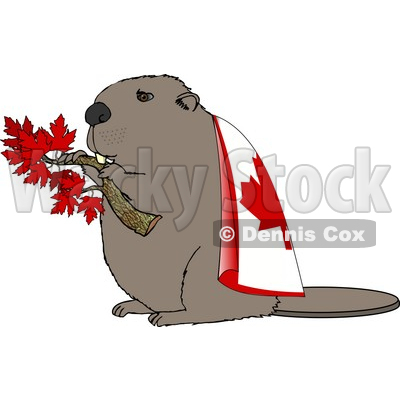 Canadian Beaver Holding Maple Tree Branch and Wearing Canada Flag Clipart Illustration © djart #5666
