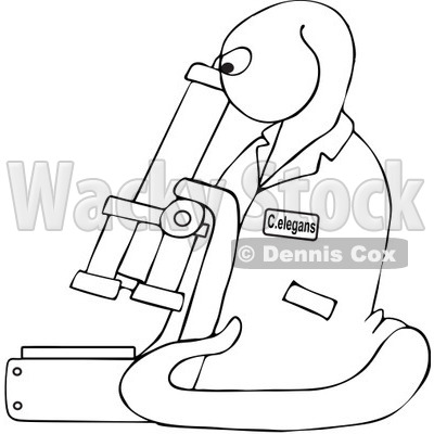 Royalty-Free Vector Clip Art Illustration of an Outline Of C Elegans Roundworm Viewing Through A Microscope © djart #1053106