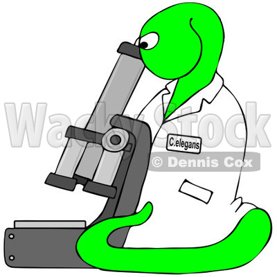Royalty-Free Clip Art Illustration of a Bright Green C Elegans Roundworm Viewing Through A Microscope © djart #1054157
