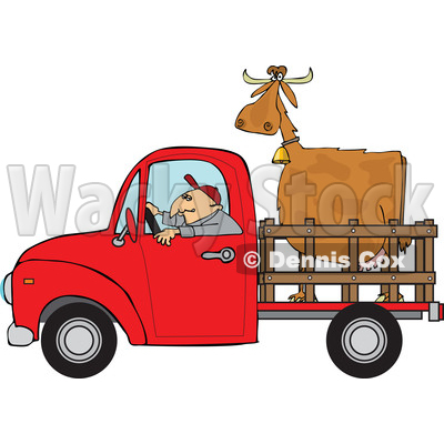 Clipart of a Cartoon White Man Driving a Red Pickup Truck and Hauling a Cow - Royalty Free Vector Illustration © djart #1443262