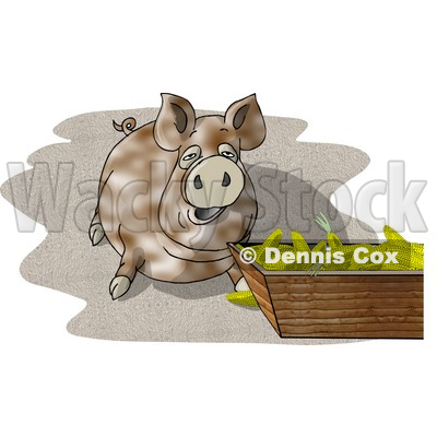 Pot-bellied Pig Beside a Feeding Container Full of Corn Cobs Clipart Picture © djart #6078