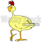 Clipart Illustration of a Mad Yellow Chicken Gritting Its Teeth © djart #33889